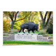 North Dakota State Bison - North Dakota State University For Sale