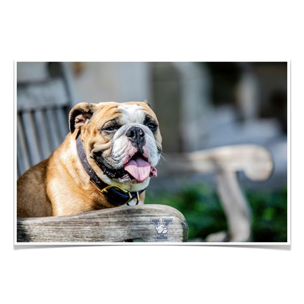 Yale Bulldogs - Handsome Dan Chillin  Online now