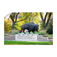 North Dakota State Bison - North Dakota State University For Sale