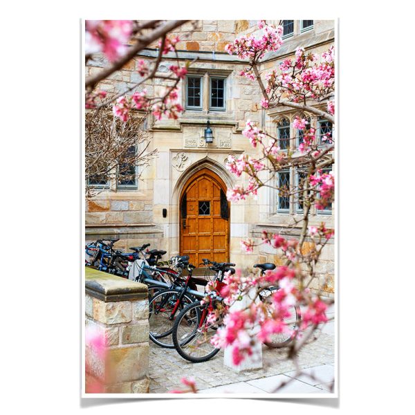 Yale Bulldogs - Saybrook College Spring Flowers Online Sale