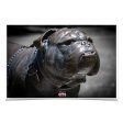 Mississippi State Bulldogs - M State Bulldog Online now