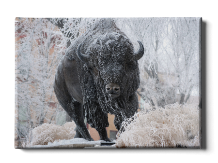 North Dakota State Bison - Bison Snow on Sale