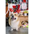 EXCLUSIVE: Kohepets Christmas Photoshoot Package Discount