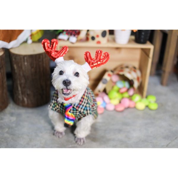 EXCLUSIVE: Kohepets Christmas Photoshoot Package Discount